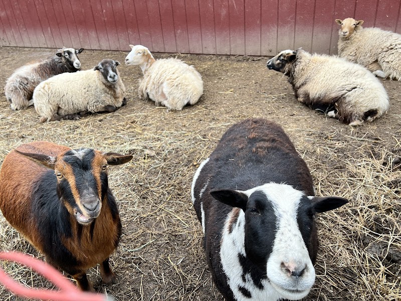 10 Lil' Acre Rescued Animal Farm photo 2