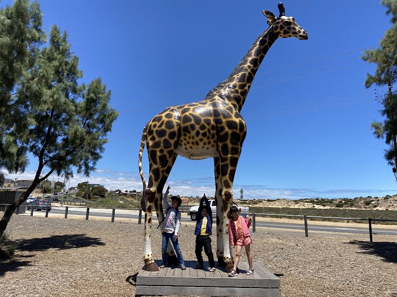 A E Young Reserve / Jubilee Park photo 2