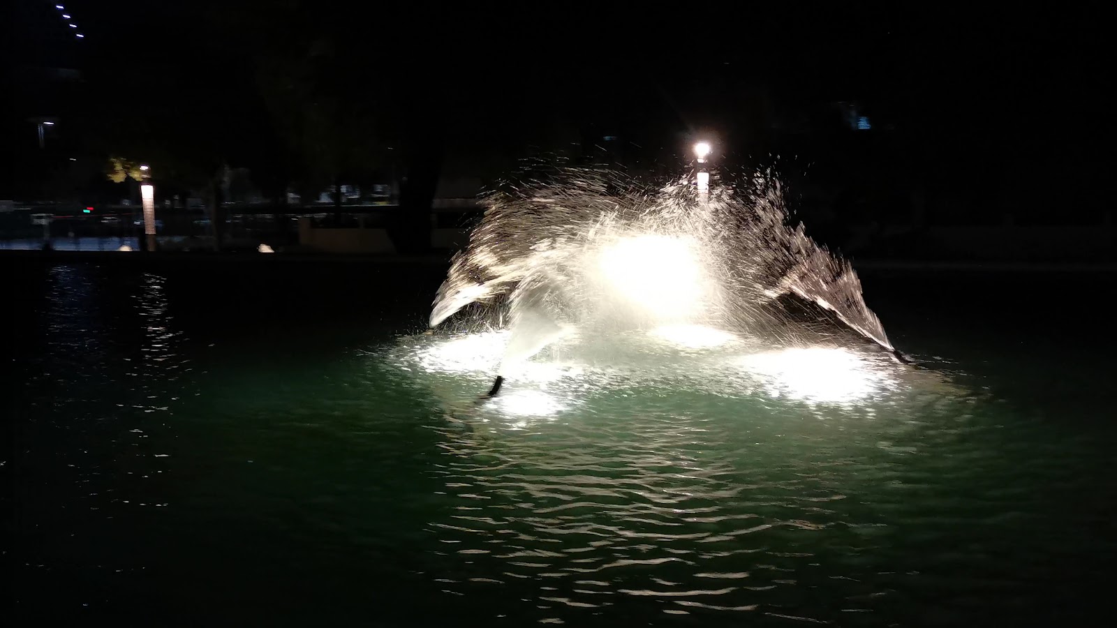Abu Dhabi Baladiya park photo 3