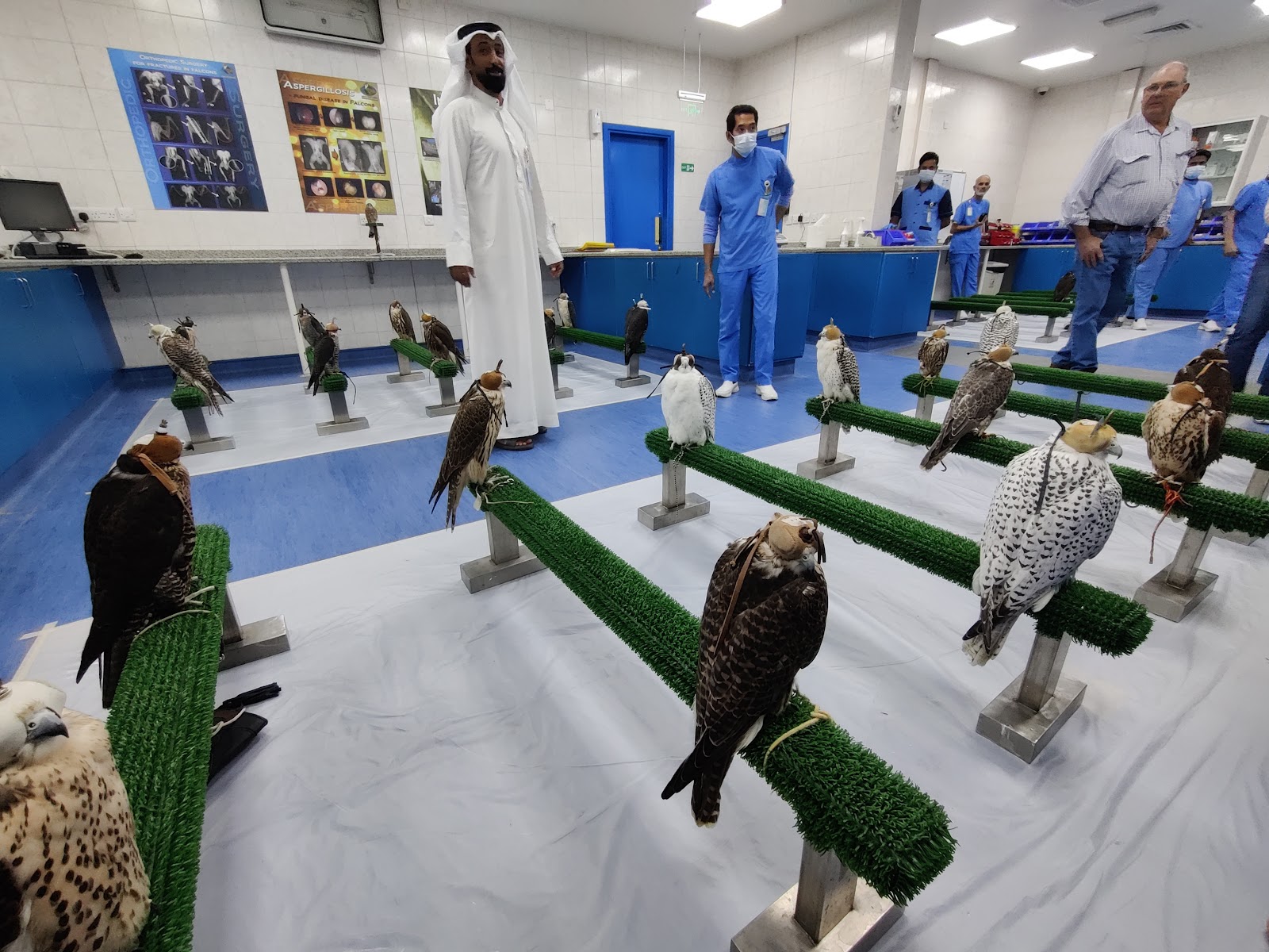 Abu Dhabi Falcon Hospital photo 2