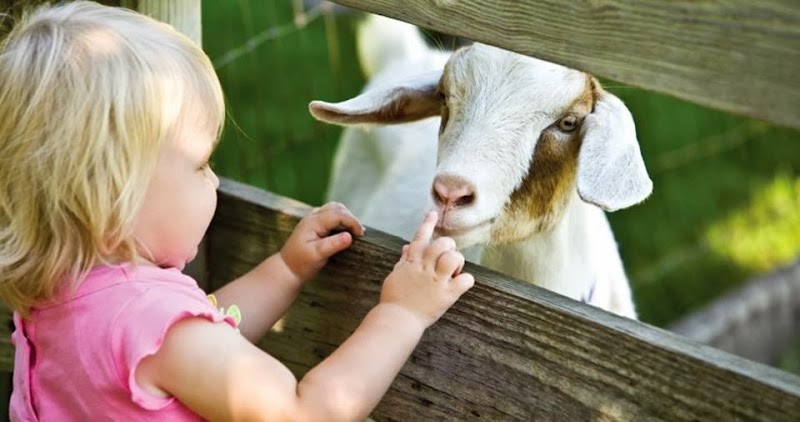 Photo of Acorn Farm in Merseyside