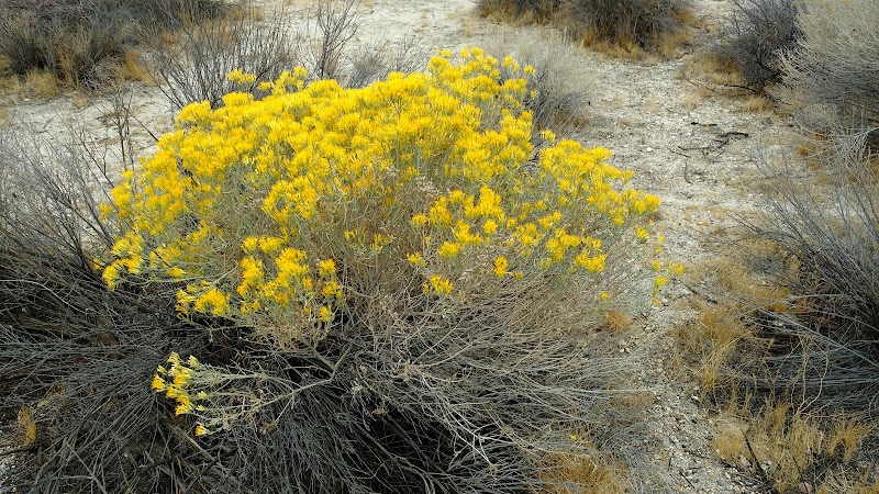 Acton Wash Wildlife Sanctuary photo 3