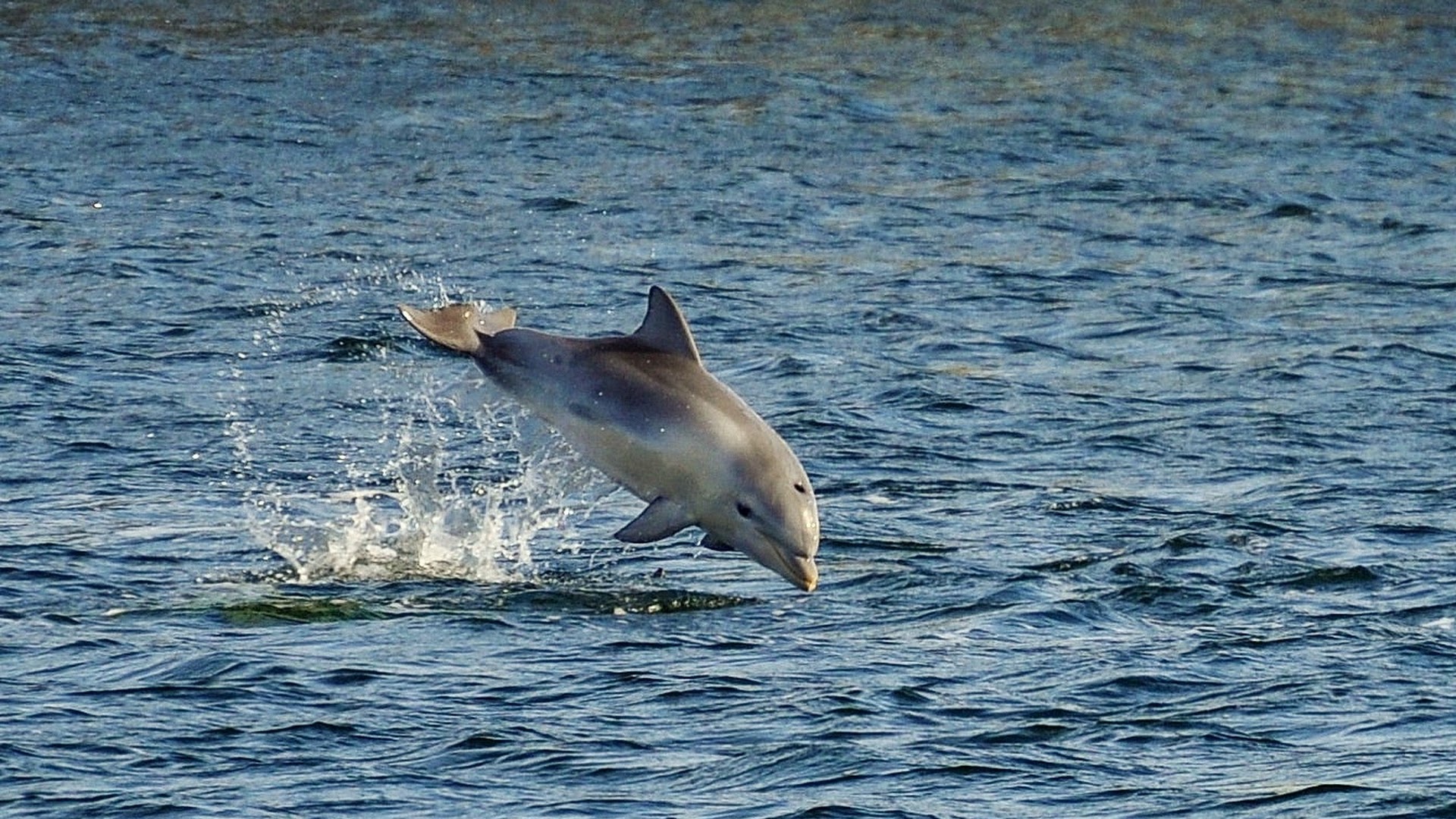 Adelaide Dolphin Sanctuary