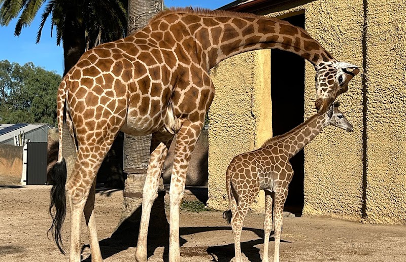 Adelaide Zoo photo 3