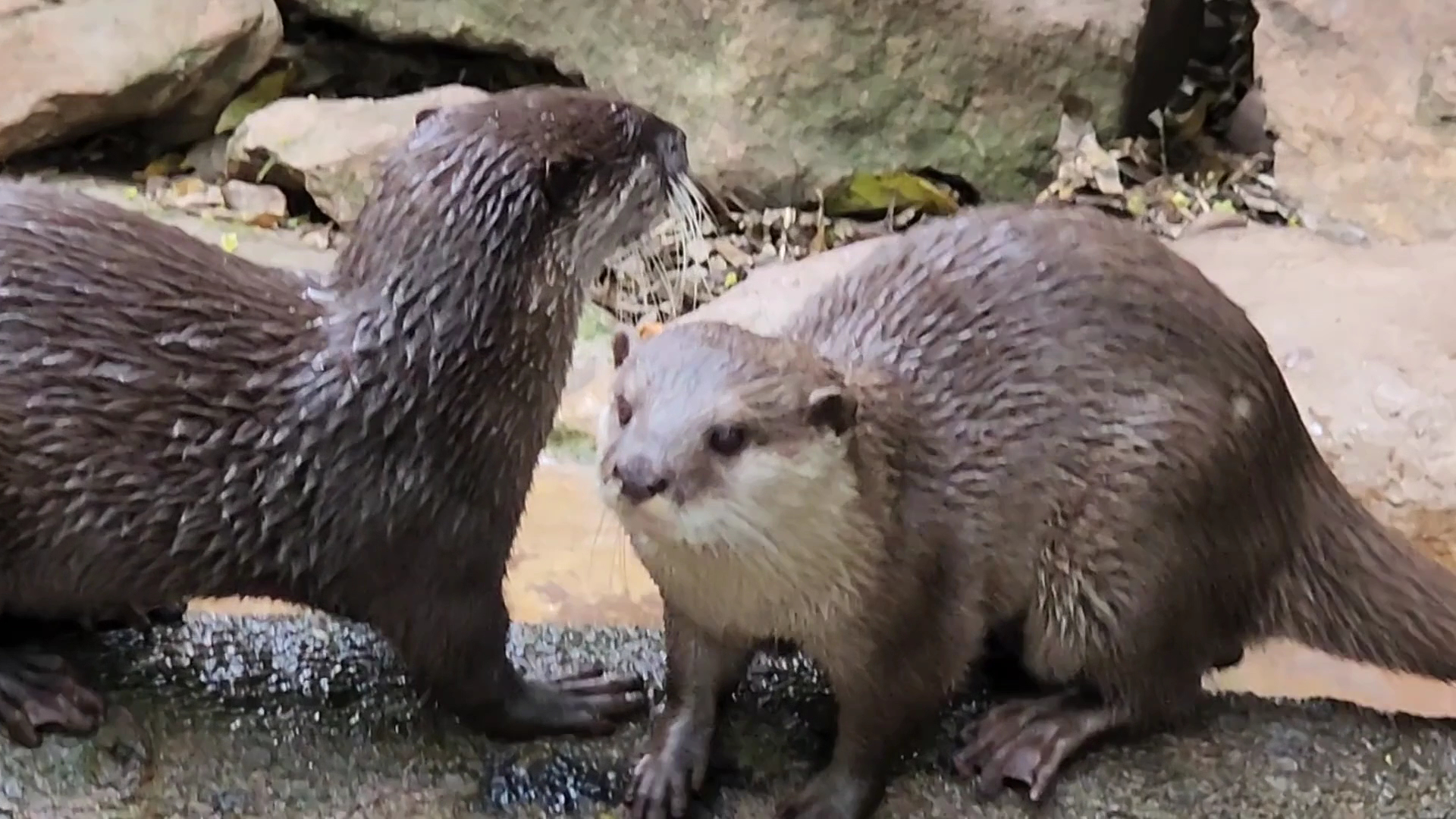 Adelaide Zoo photo 3
