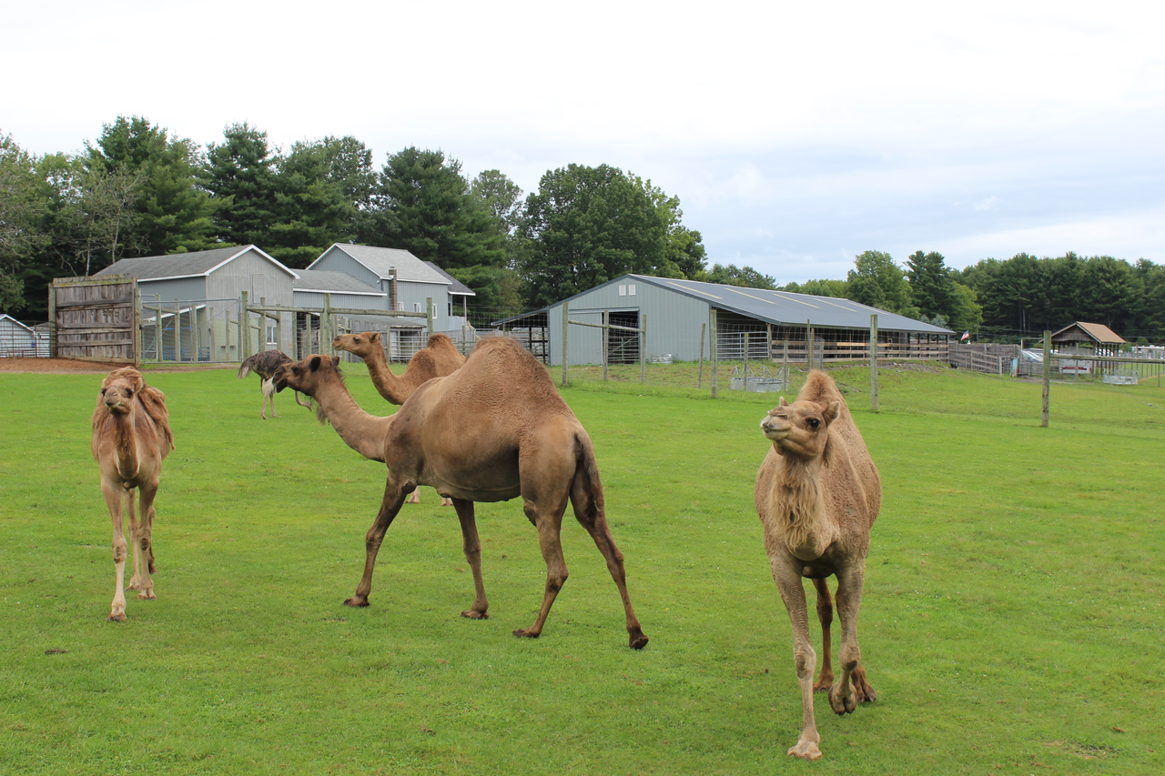 Adirondack Animal Land photo 2