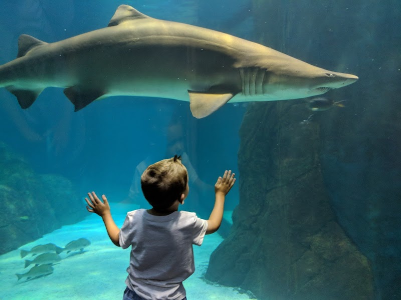 Adventure Aquarium photo 2