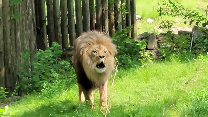 African Lions at Bronx Zoo photo 2