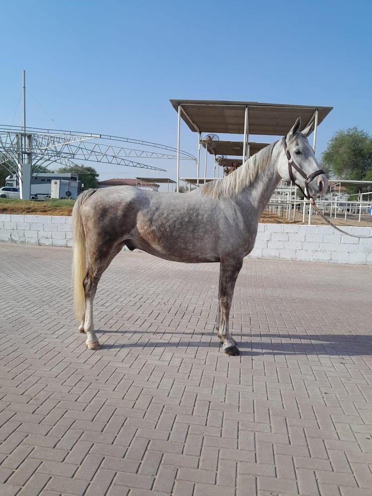 اسطبلات و نادي بن حيدر للفروسية photo 4