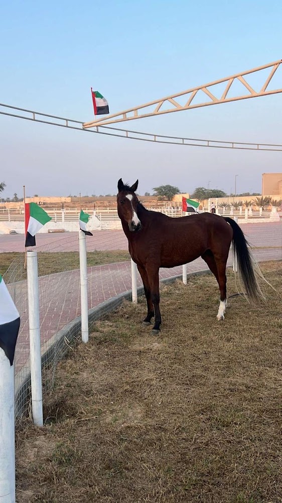 اسطبلات و نادي بن حيدر للفروسية photo 5