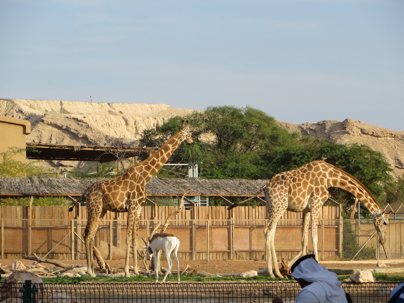 Al Ain Zoo photo 2