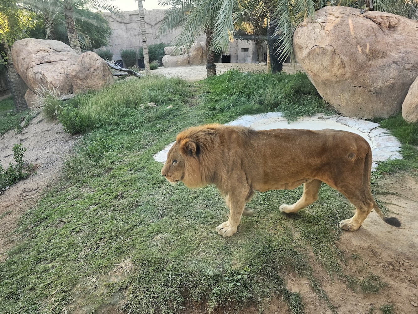 Al Ain Zoo photo 4