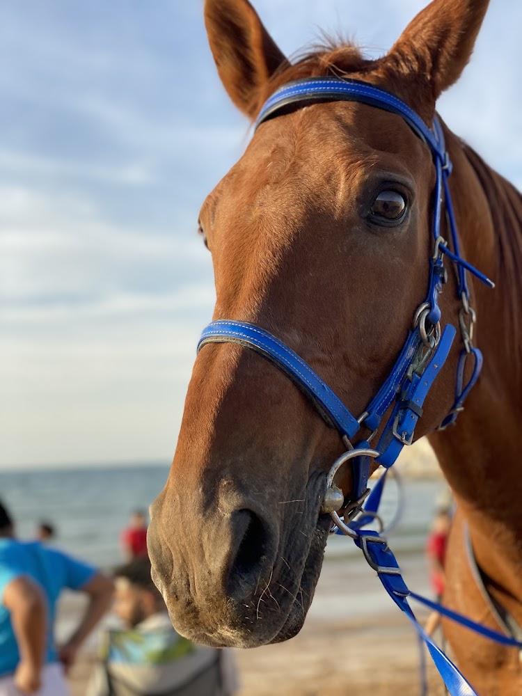 Al Buraq Equestrian Stables photo 4