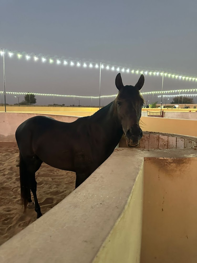 Al Easa stable photo 4