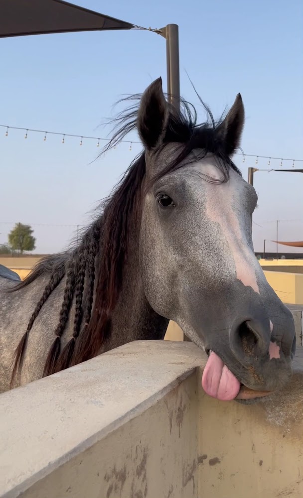 Al Easa stable photo 5