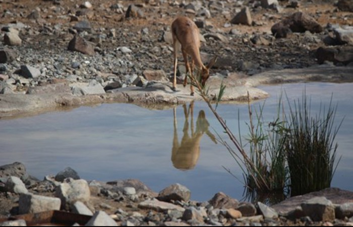 Al Hefaiyah Mountain Conservation Center photo 5