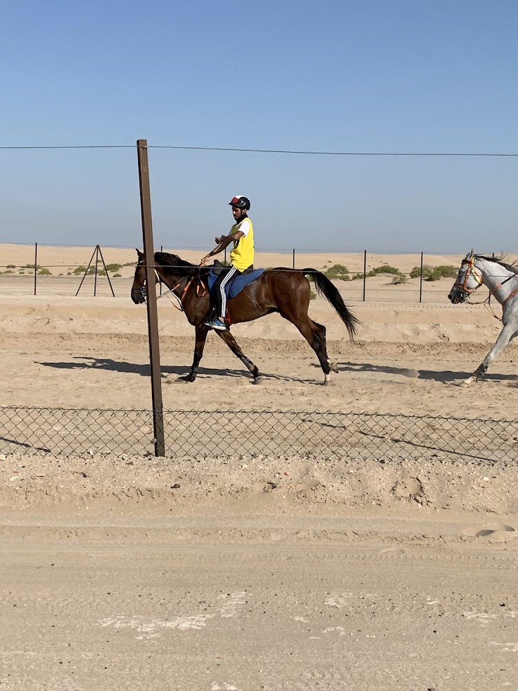 Al Huboob Stables اسطبلات الهبوب photo 2