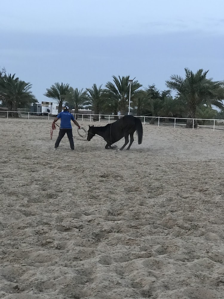 Al Huboob Stables اسطبلات الهبوب photo 4