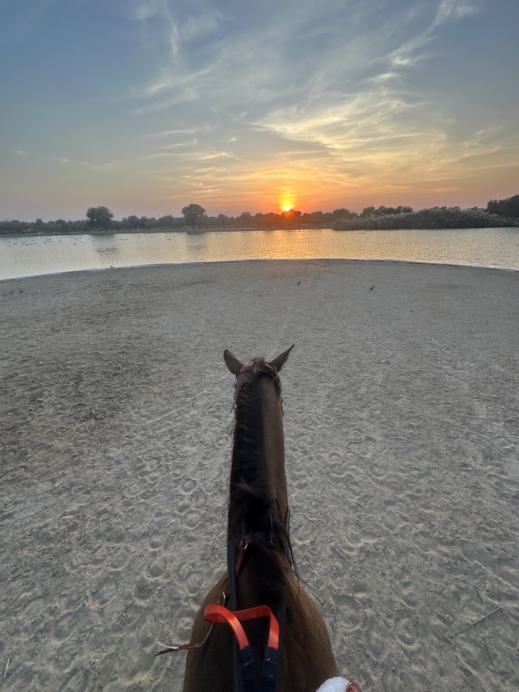 Al Jiyad Stables photo 4