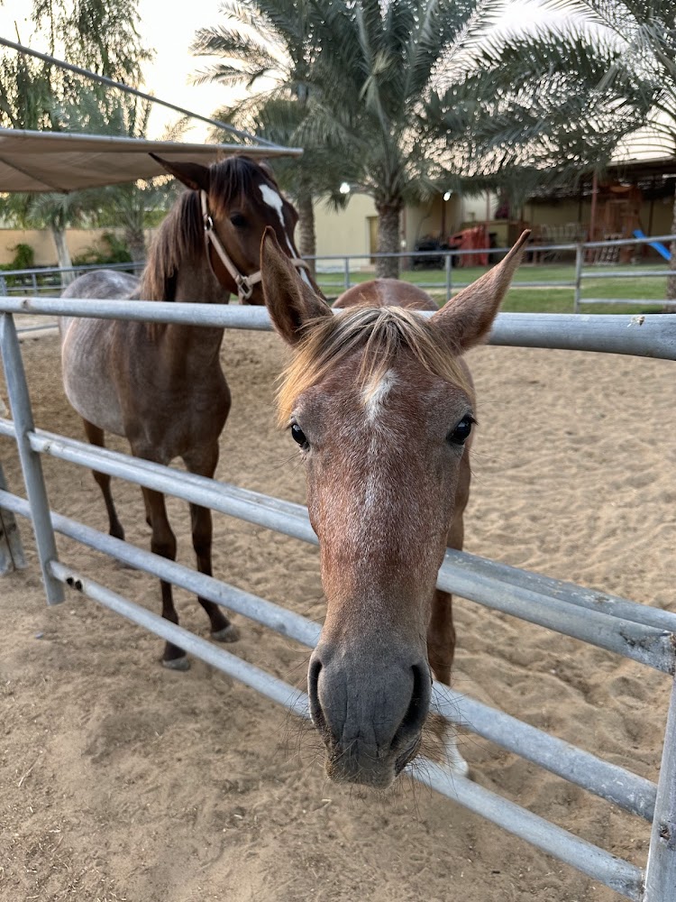 Al Jiyad Stables photo 5