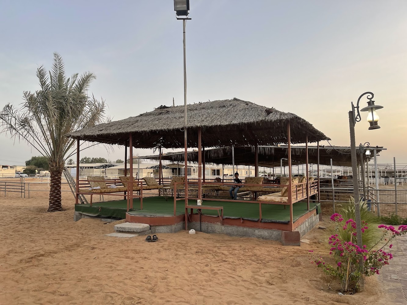 Al Lazaz Stable photo 4