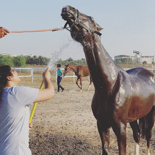 Al Madam 2 equestrian club- Horse Riding School