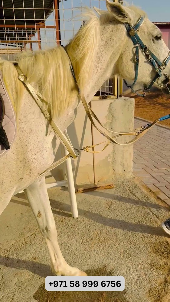 Al Madam 2 equestrian club- Horse Riding School photo 3