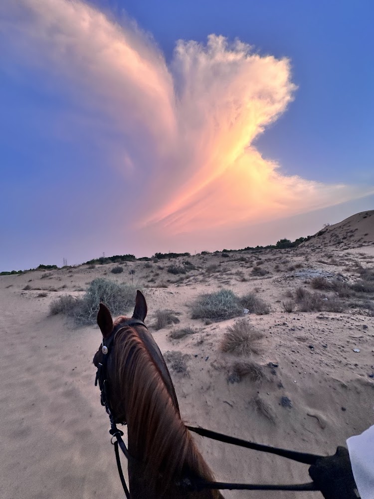 Al omar stables photo 2