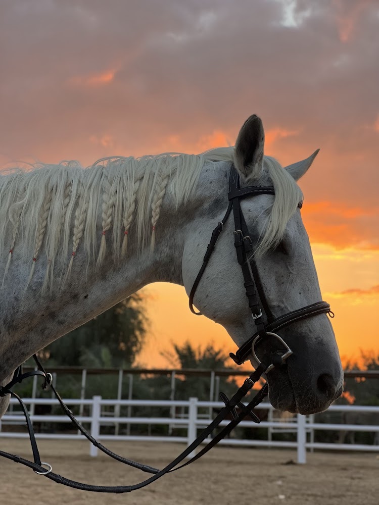 Al omar stables photo 5