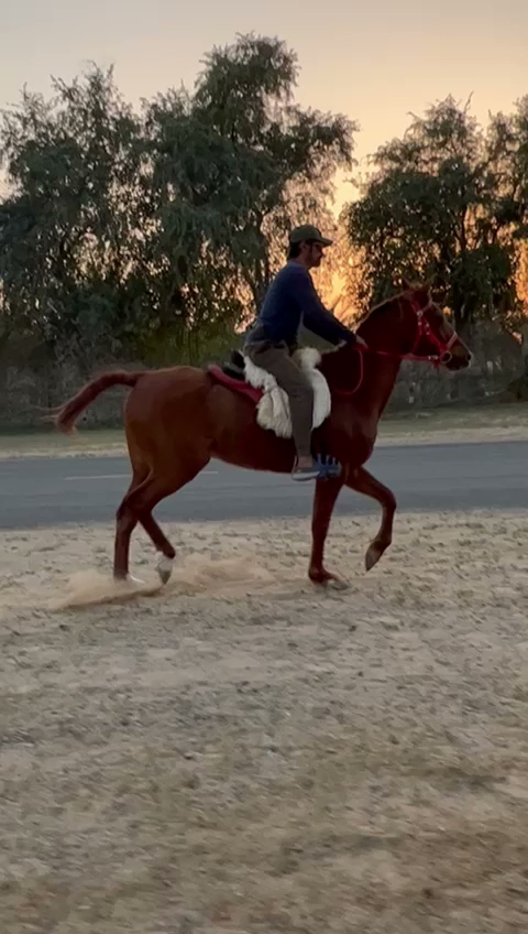 Al Saif Stables photo 2