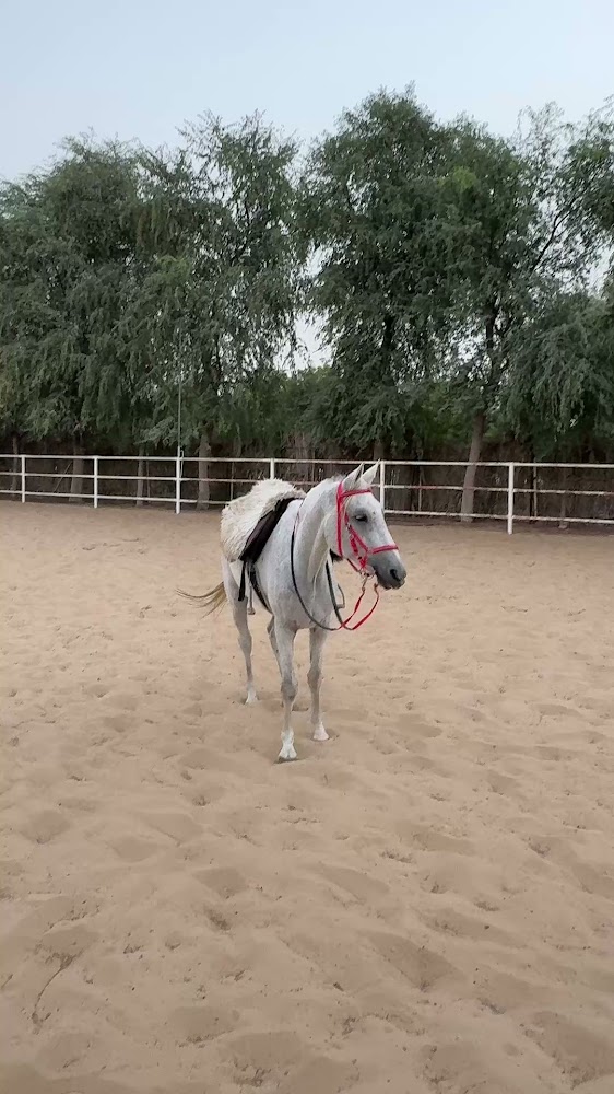 Al Saif Stables photo 3