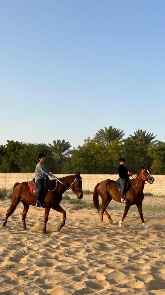 Al Saif Stables photo 4
