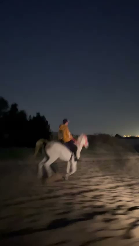 Al Saif Stables photo 5