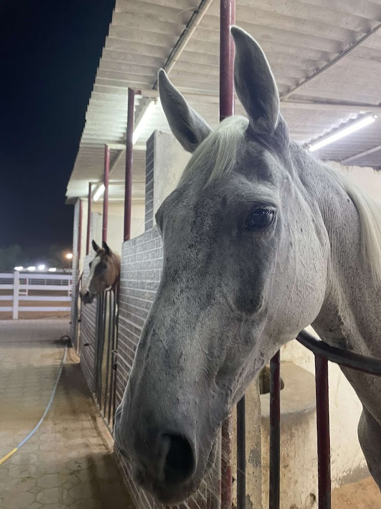 Al Shahama Equestrian Club photo 2