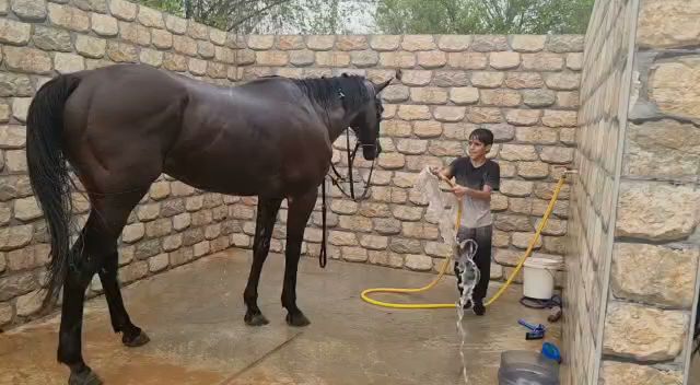 Al Shahama Equestrian Club photo 3