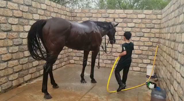 Al Shahama Equestrian Club photo 4