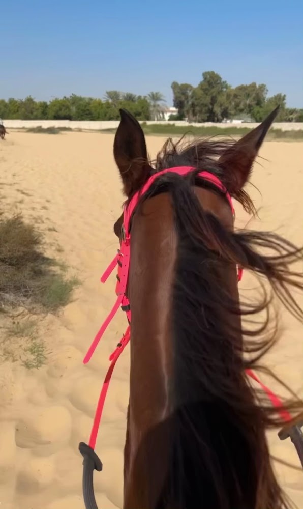 Al Wasl Equestrian Stables photo 3