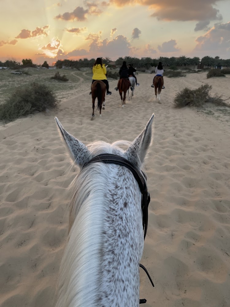 Al Wasl Equestrian Stables photo 5