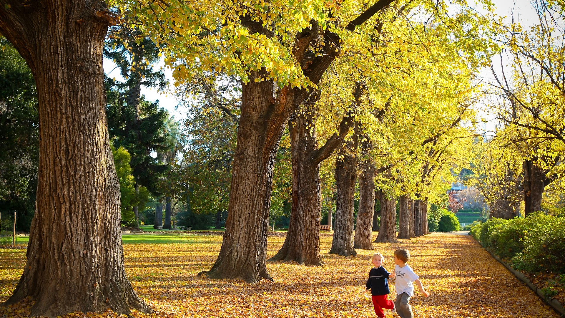 Albury Botanic Gardens