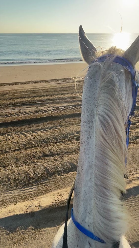 اسطبل الهاشمي alhashmi stable photo 3