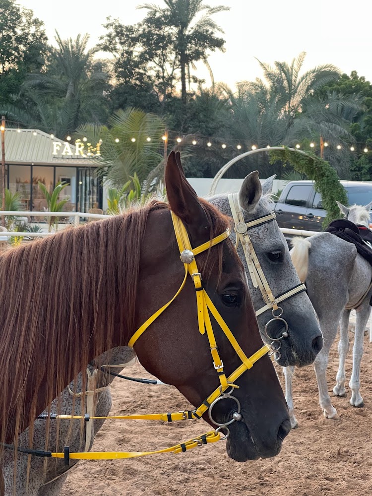 اسطبل الهاشمي alhashmi stable photo 4