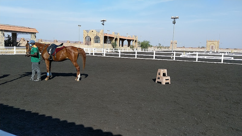 Alhulaifi equestrian club نادي الحليفي للفروسية
