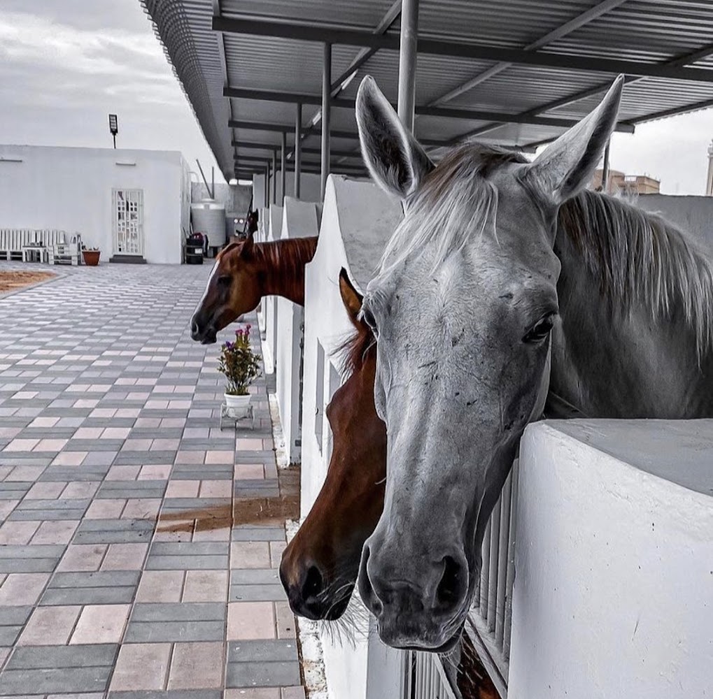Aljazeerah equestrian club photo 5