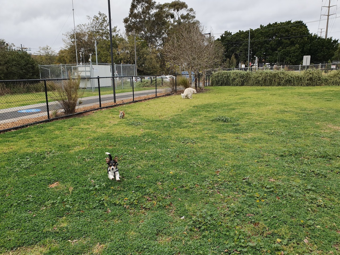 Allen Street Reserve Fenced Dog Park photo 2