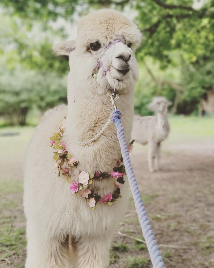 Photo of Alpacas at daisy farm in West Midlands
