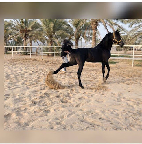 Alsultan Equestrian Club and Stables