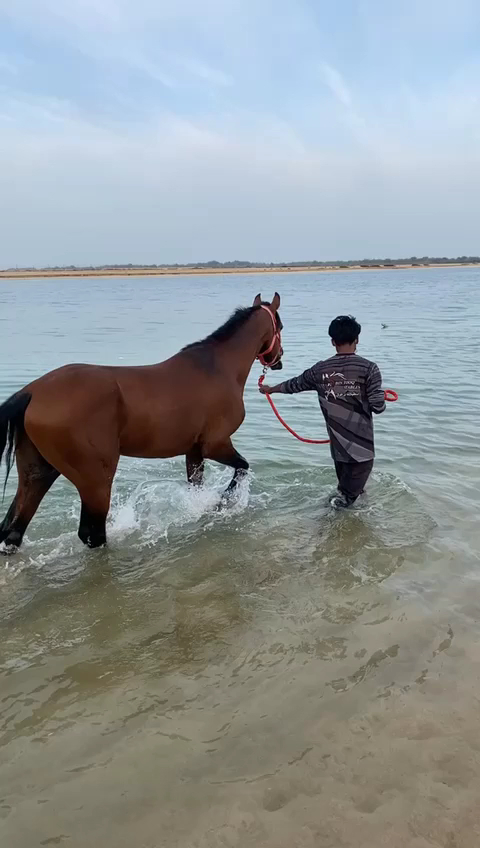 Alsultan Equestrian Club and Stables photo 3