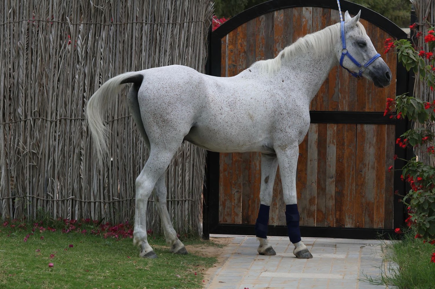 Alsultan Equestrian Club and Stables photo 5