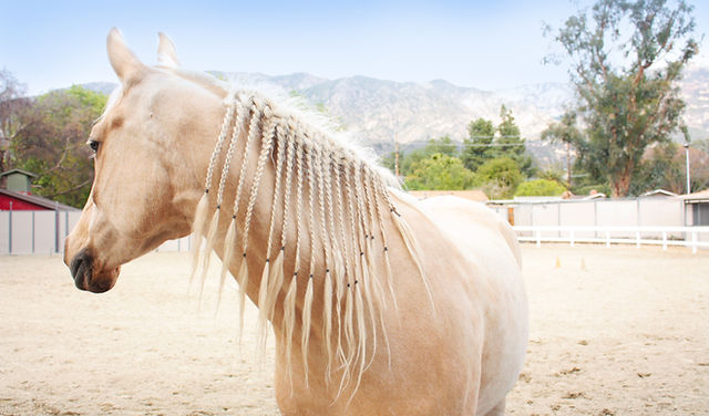 Altadena Stables