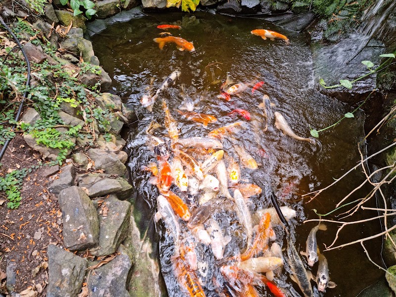 Amazonia photo 2